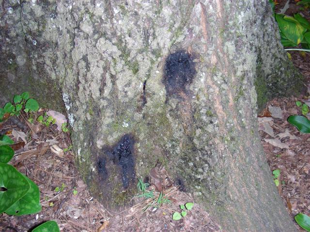 slime flux oak tree